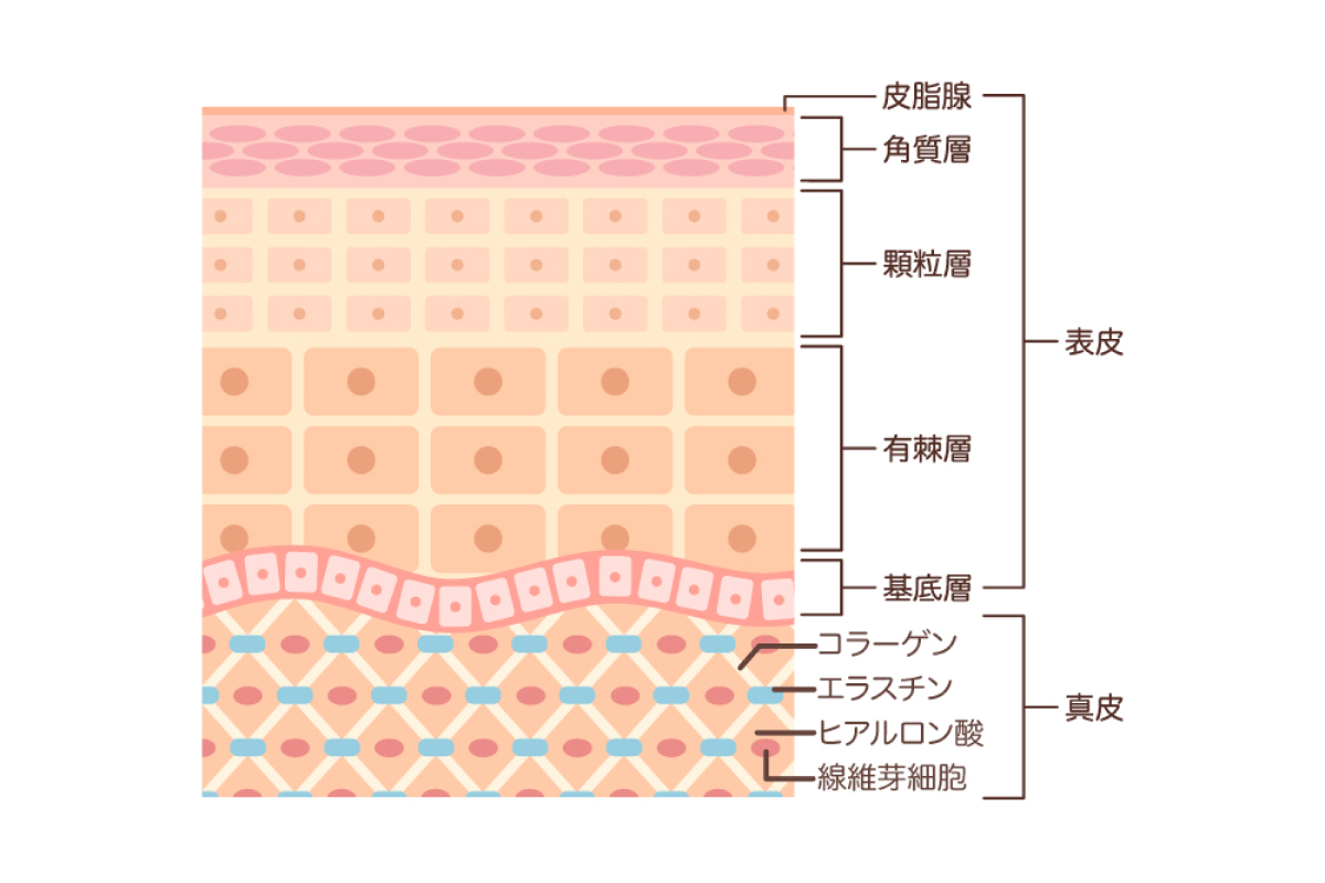 肌の構造を示した肌断面図のイラスト。上から順に皮脂膜、表皮として角質層・顆粒層・有棘層・基底層、その下の真皮にはコラーゲン・エラスチン・ヒアルロン酸・線維芽細胞が皮膚の構造を保っている。