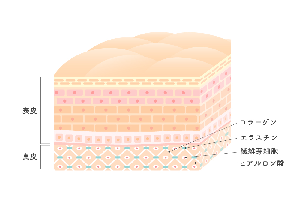皮膚の断面図のイラスト。表皮と真皮に分かれており、真皮にはコラーゲンやエラスチンなどが存在している。
