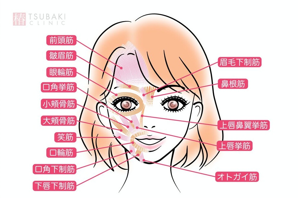 女性の顔のイラストに、表情じわに関わる筋肉の位置が赤い線で示されています。前頭筋・皺眉筋・眼輪筋・鼻根筋・大頬骨筋・笑筋・口輪筋・オトガイ筋など、顔全体の筋肉名が部位ごとにラベルで書かれています。