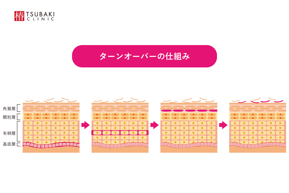 ターンオーバーのしくみ