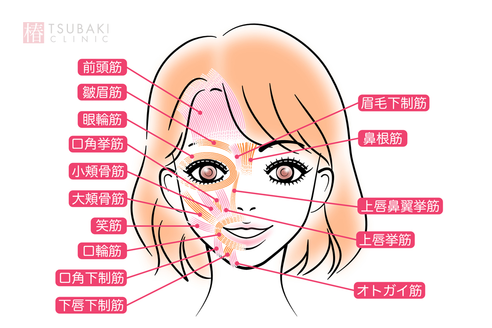 顔内部の表情筋の名称