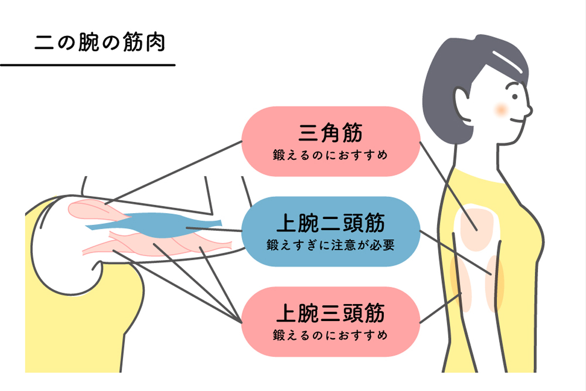 女性の上半身の横向きイラストに、二の腕まわりの筋肉を示す図。肩の外側にある三角筋、二の腕の前側にある上腕二頭筋、後ろ側にある上腕三頭筋が色分けされ、それぞれ“鍛えるのにおすすめ”や“鍛えすぎに注意”といった説明が添えられている。