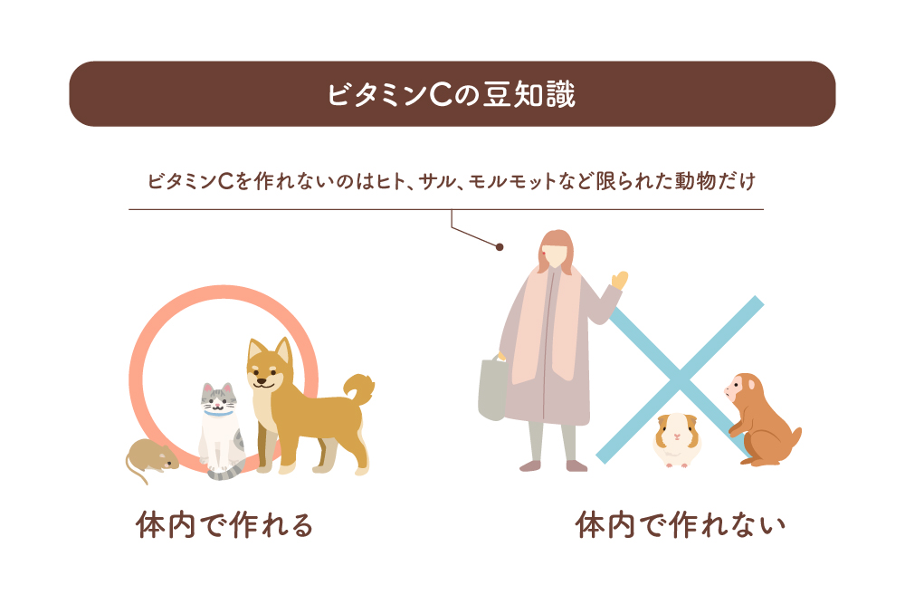 ビタミンCの豆知識