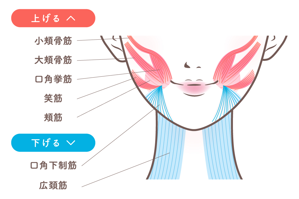顔の部位である口元から頬にかけての表情筋を示したイラスト。小頬骨筋や大頬骨筋など“上げる筋肉”と、口角下制筋など“下げる筋肉”を色分けして解説した図