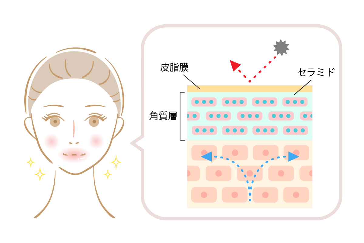 皮脂膜が外部刺激を通さず、セラミドが角質層を潤すことで、健やかな肌を維持できることを示した皮膚断面図のイラスト。