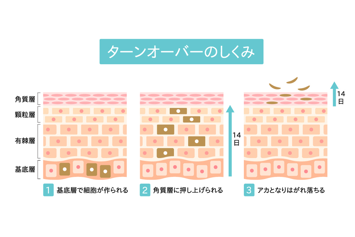 ターンオーバーの仕組みを肌の断面図で表したイラスト。左から順に、基底層で細胞が作られる、角質層に14日かけて押し上げられる、さらに14日かけて角質層からアカとなり剥がれ落ちることが示されている。
