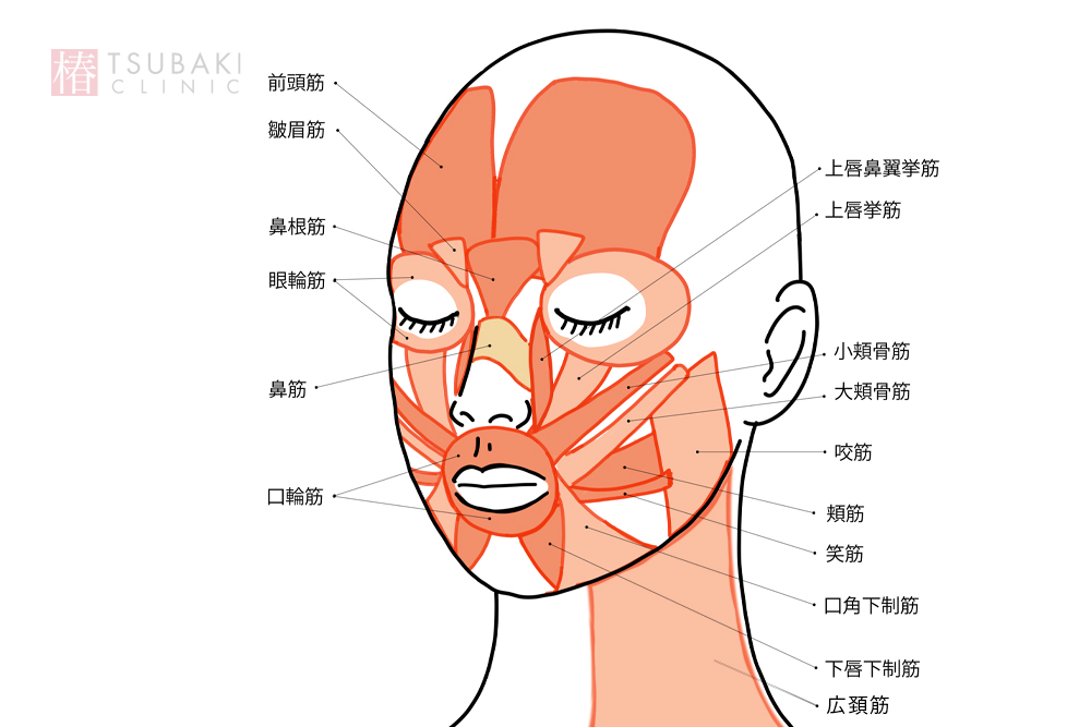 顔の筋肉の名称と位置を示した解剖図。エラボトックスやハイフが作用する部位を理解するためのイラスト