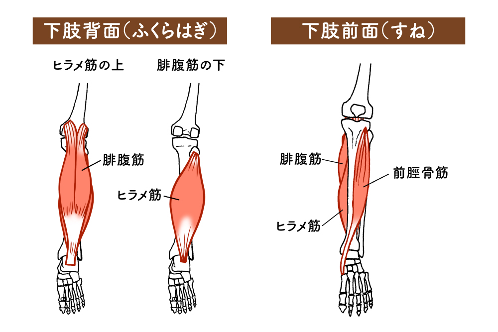 ふくらはぎとすねの筋肉の位置を示した下肢の解剖イラスト。左側に「下肢背面(ふくらはぎ)」として腓腹筋とヒラメ筋の重なりが描かれ、右側に「下肢前面(すね)」として腓腹筋・ヒラメ筋・前脛骨筋の位置関係が表示されている