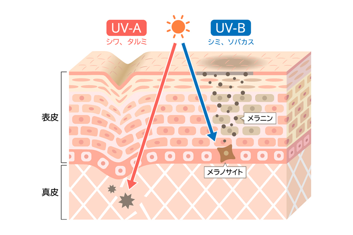 肌の断面図でUVAとUVBがダメージを与える様子を表している。UVAは真皮まで到達しコラーゲンを破壊しシワやたるみを引き起こしている様子。UVBは表皮の深層に到達しメラノサイトを活性化させ、メラニンを生成、しみやそばかすを作る様子を示している。